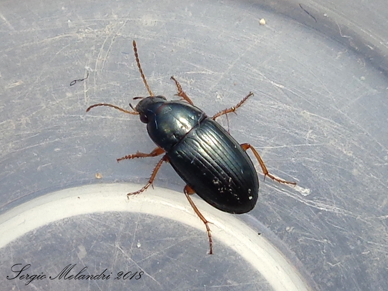Carabidae: Amara lucida